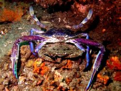 "Get a room" two Blue swimmer crabs at Shiprock Sydney by Peter Simpson 